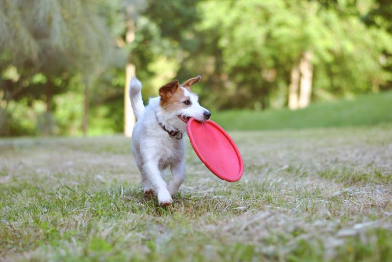 Top Safety Tips for Your Dog Park
