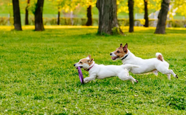 What You Need to Know Before Setting up a Dog Park