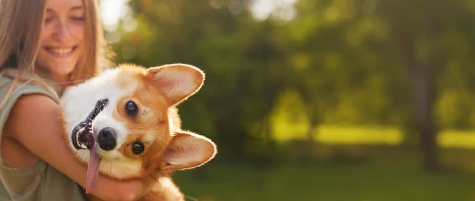 PWE Is Your One-Stop Shop for Building the Perfect Dog Park! Agility courses, benches, waste stations, and signs—customized for any park size.