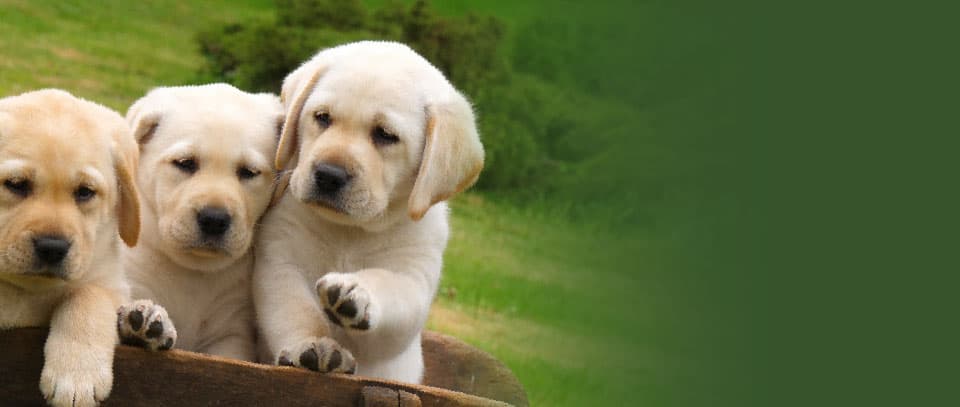 Complete Pet Waste Stations Bundles. Dual stations with bags, dispensers, signs, and more!