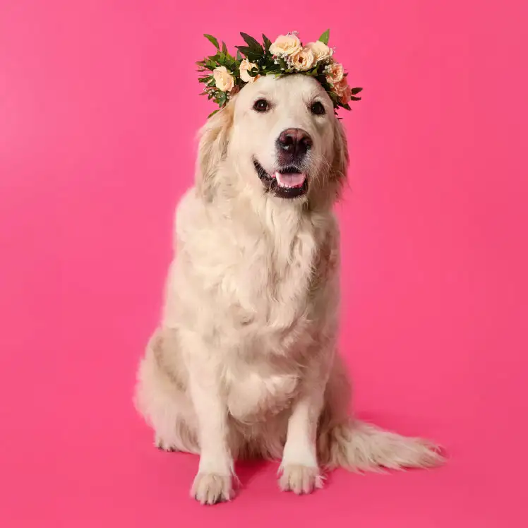 Savings that keep blooming with free shipping all year long on pet waste bags when you join our Refill Program!